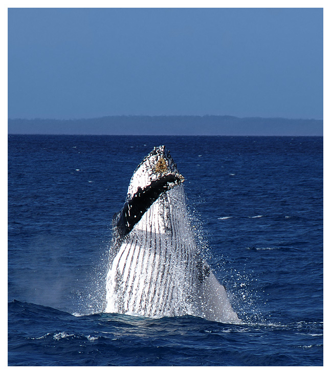 Humpback Wal nahe Fraser Island