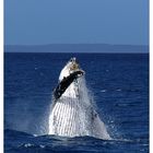 Humpback Wal nahe Fraser Island