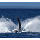 Humpback Wal nahe Fraser Island - der Einschlag