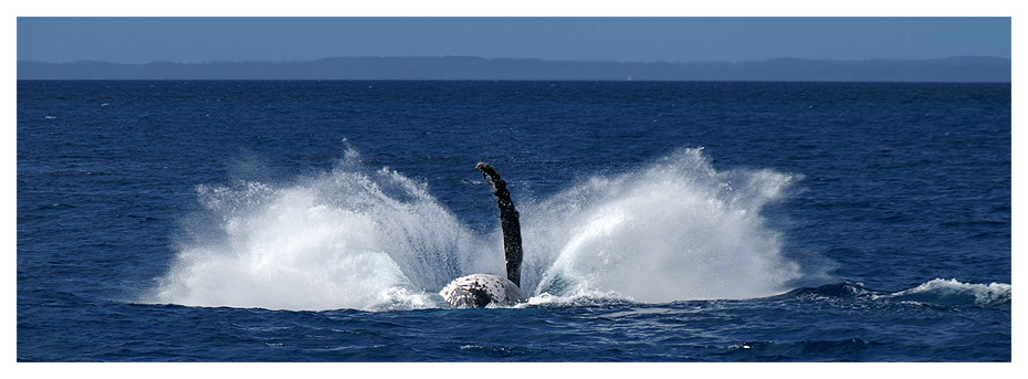 Humpback Wal nahe Fraser Island - der Einschlag
