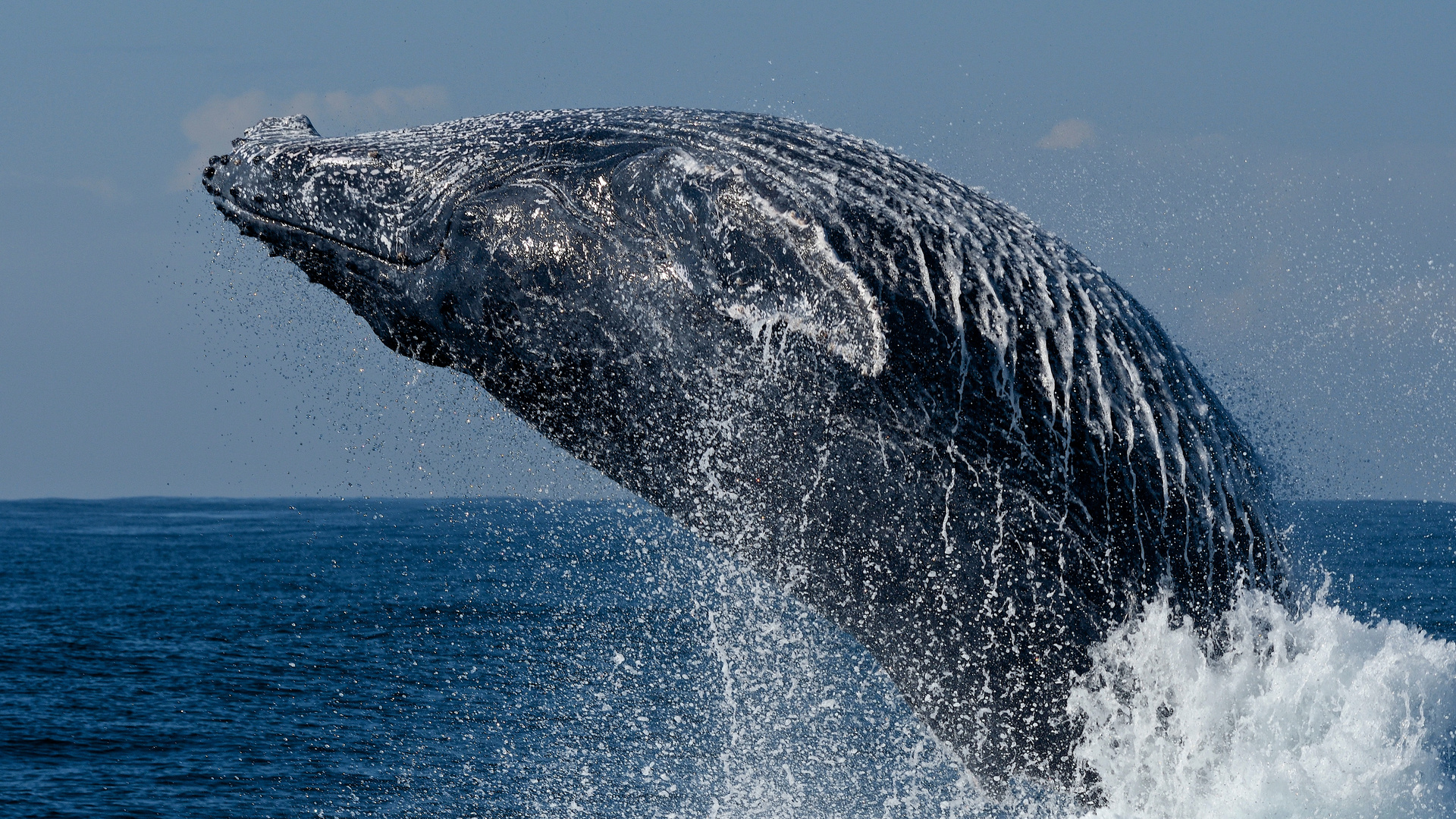 Humpback Wale