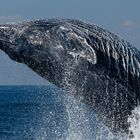 Humpback Wale