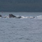 Humpback Wale beim Bubblenet feeding