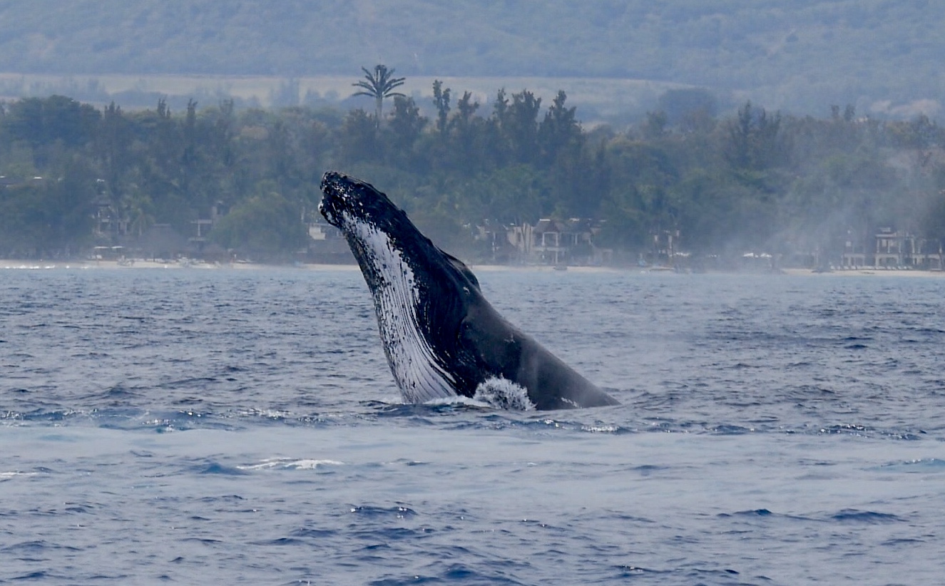 Humpback Whale 