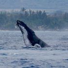 Humpback Whale 