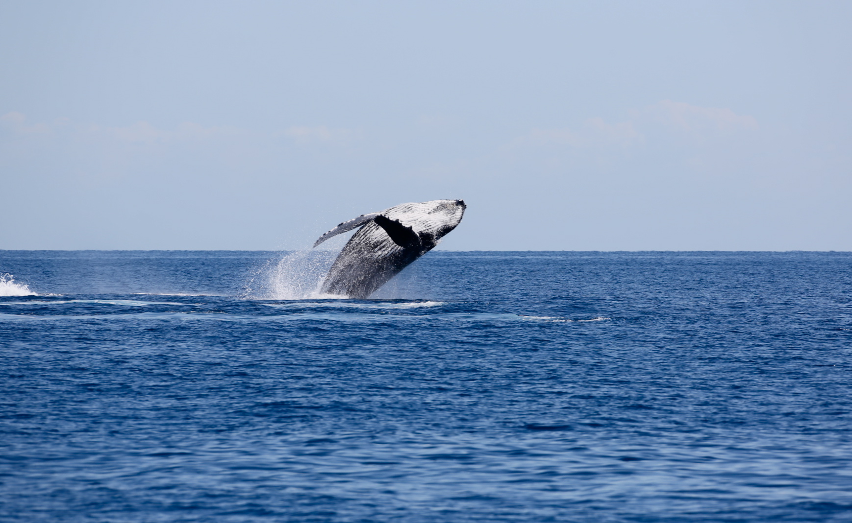 Humpback Whale