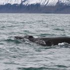 Humpback Whale