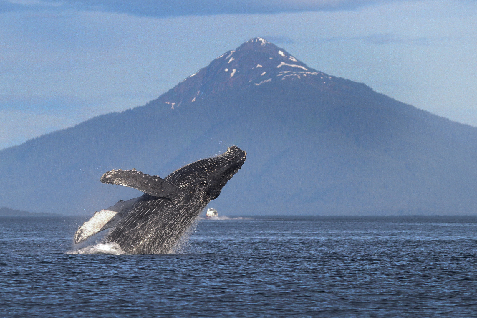 Humpback Whale 2