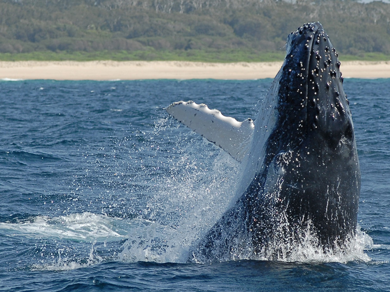 Humpback Whale