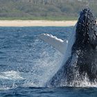 Humpback Whale