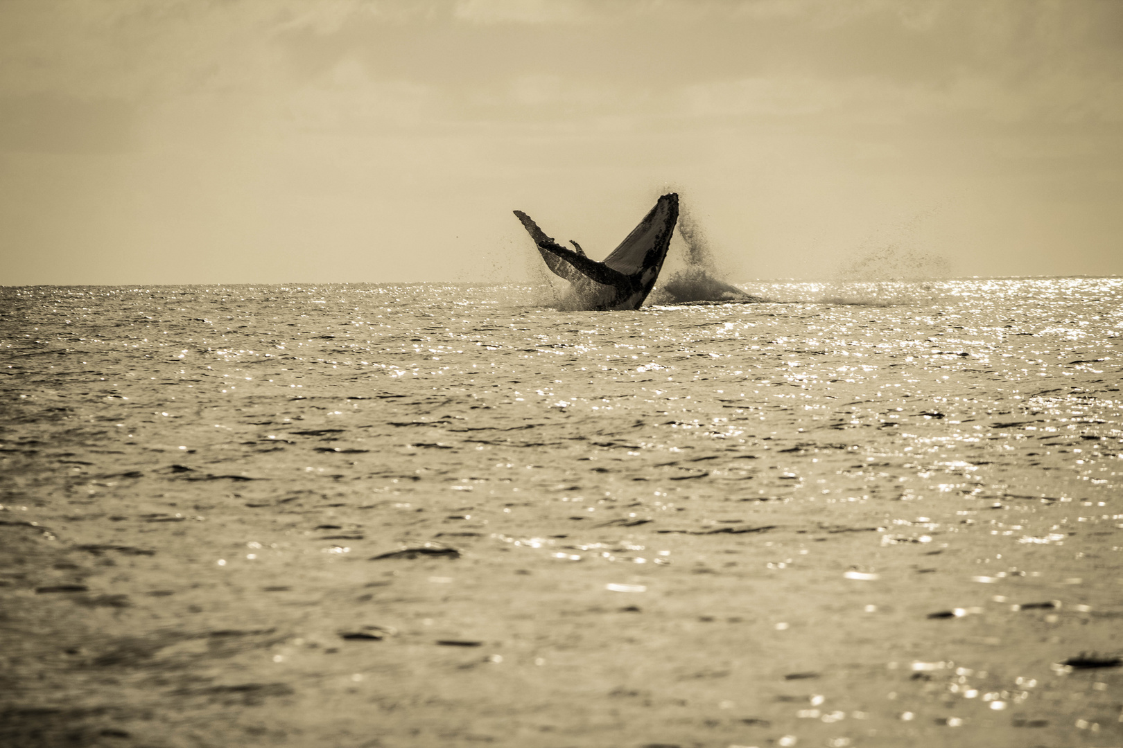 Humpback Whale