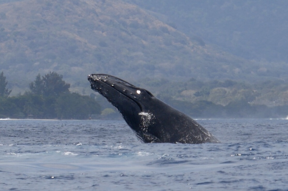 Humpback Whale 