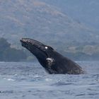 Humpback Whale 