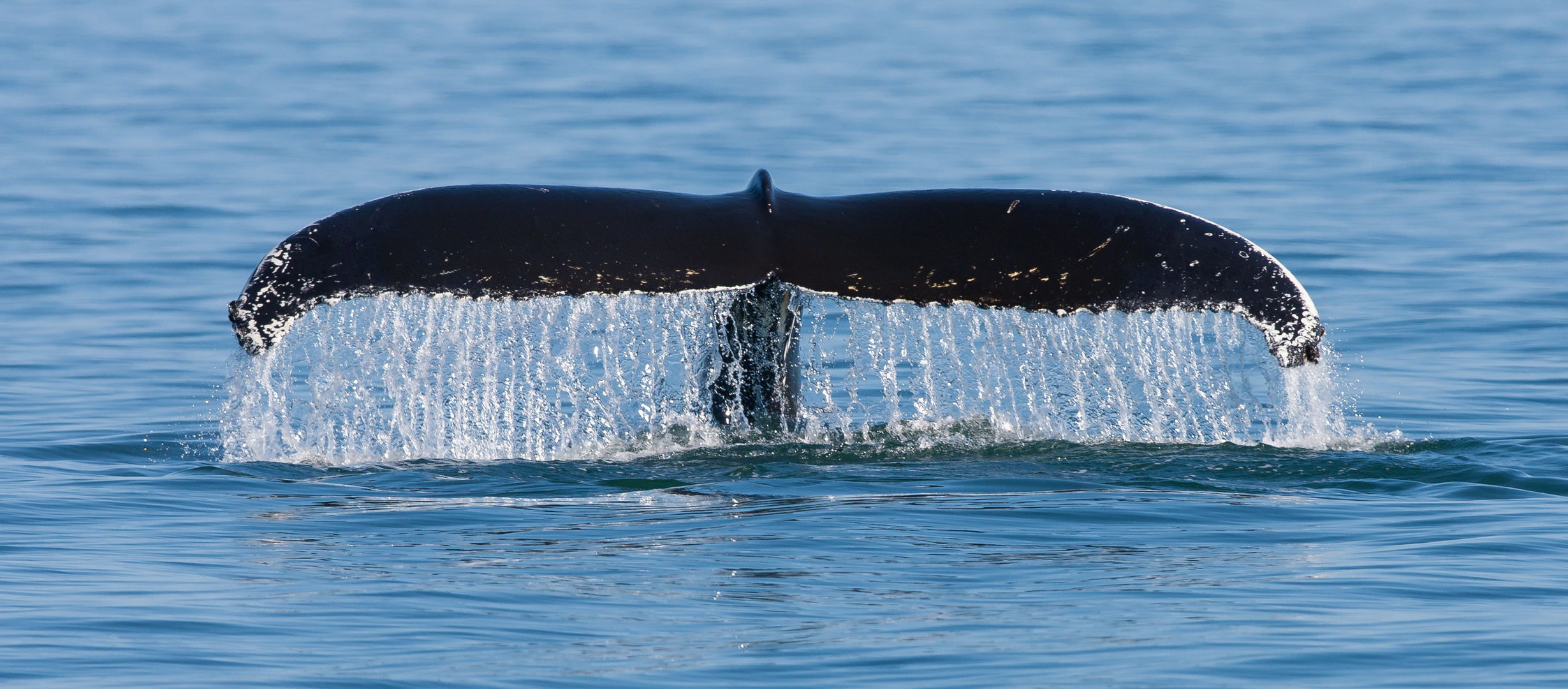 Humpback whale