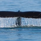 Humpback whale