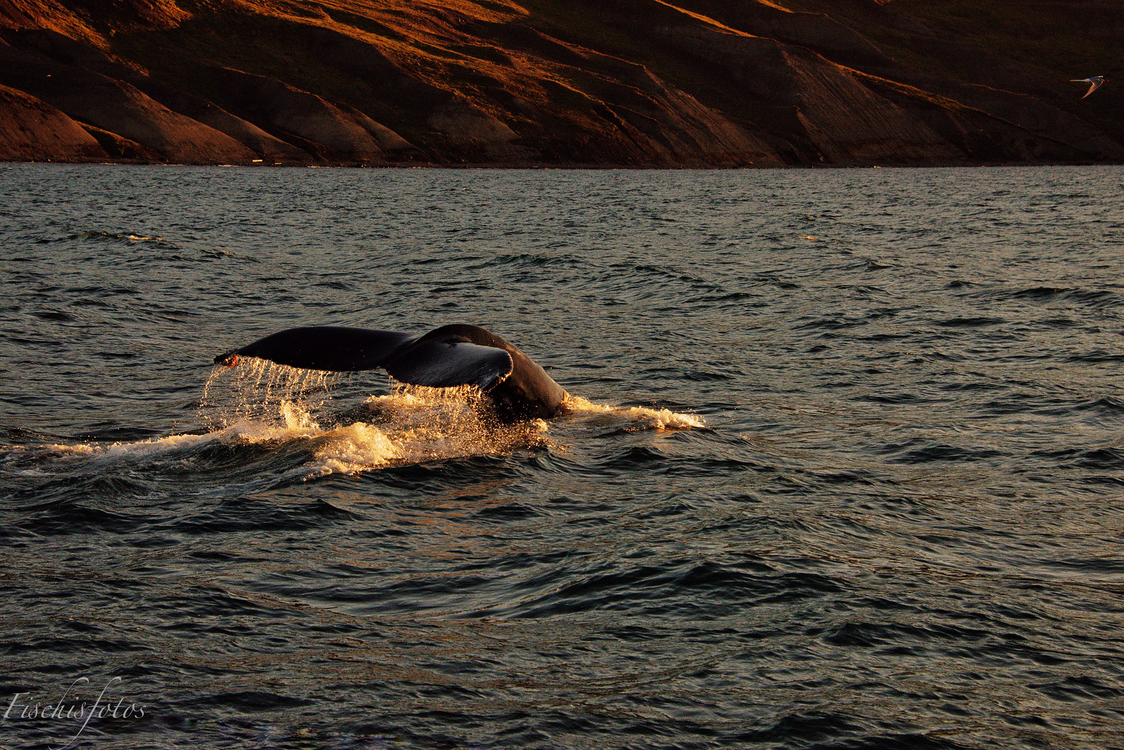 Humpback Whale