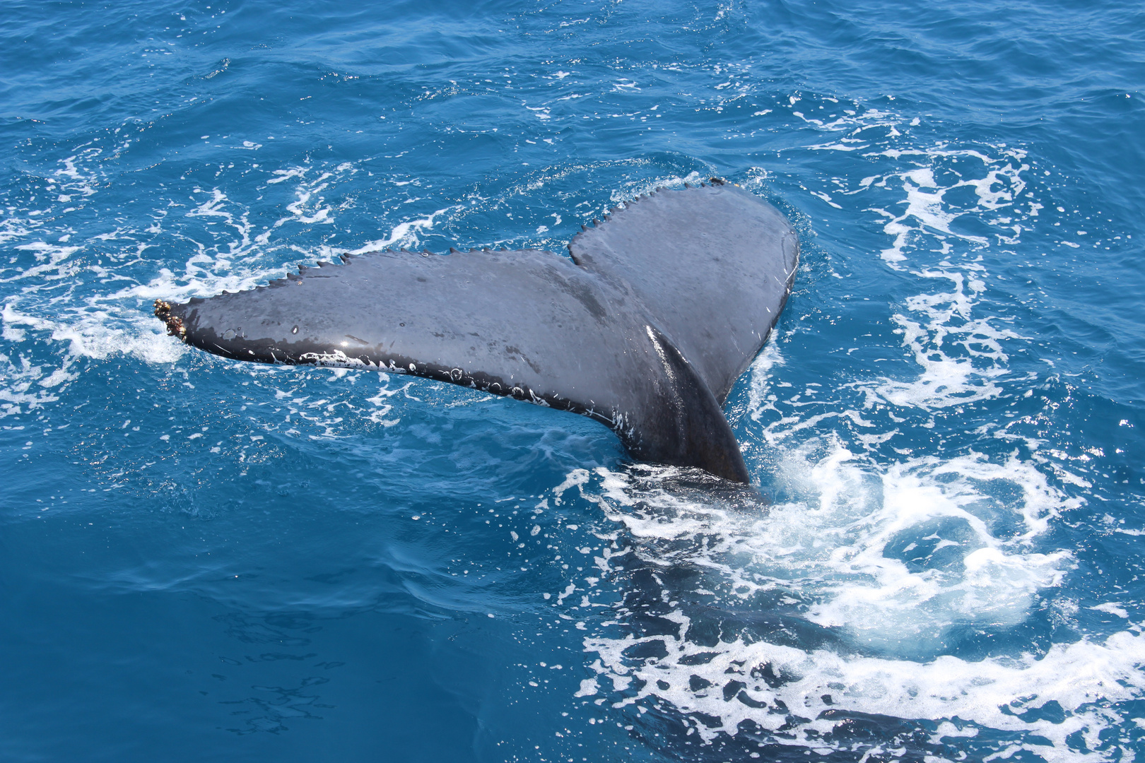 humpback whale