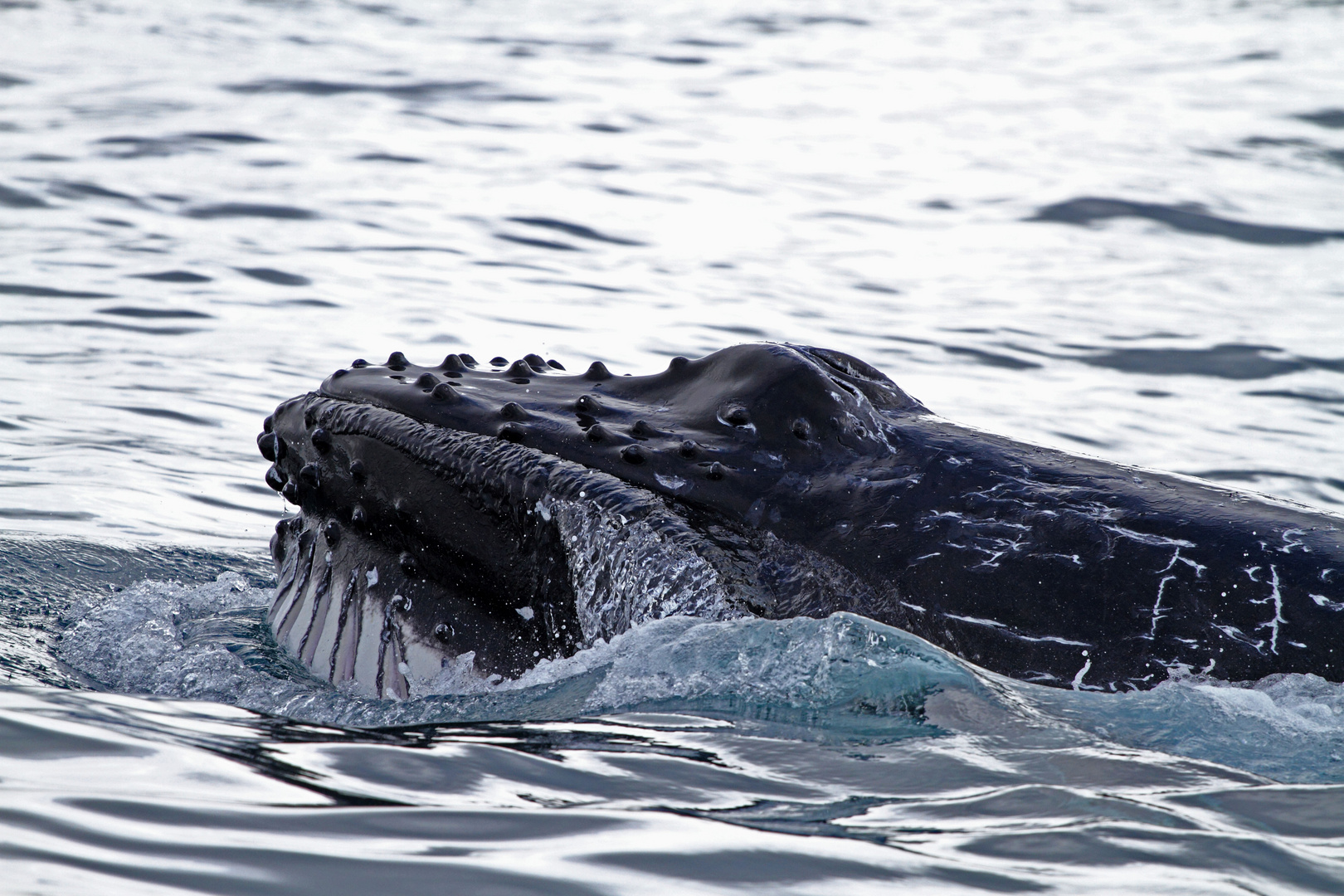 Humpback Whale