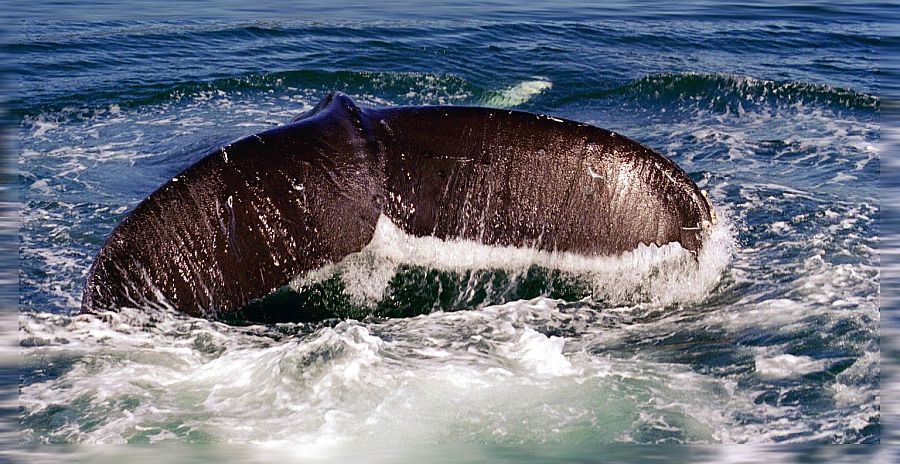 Humpback Whale