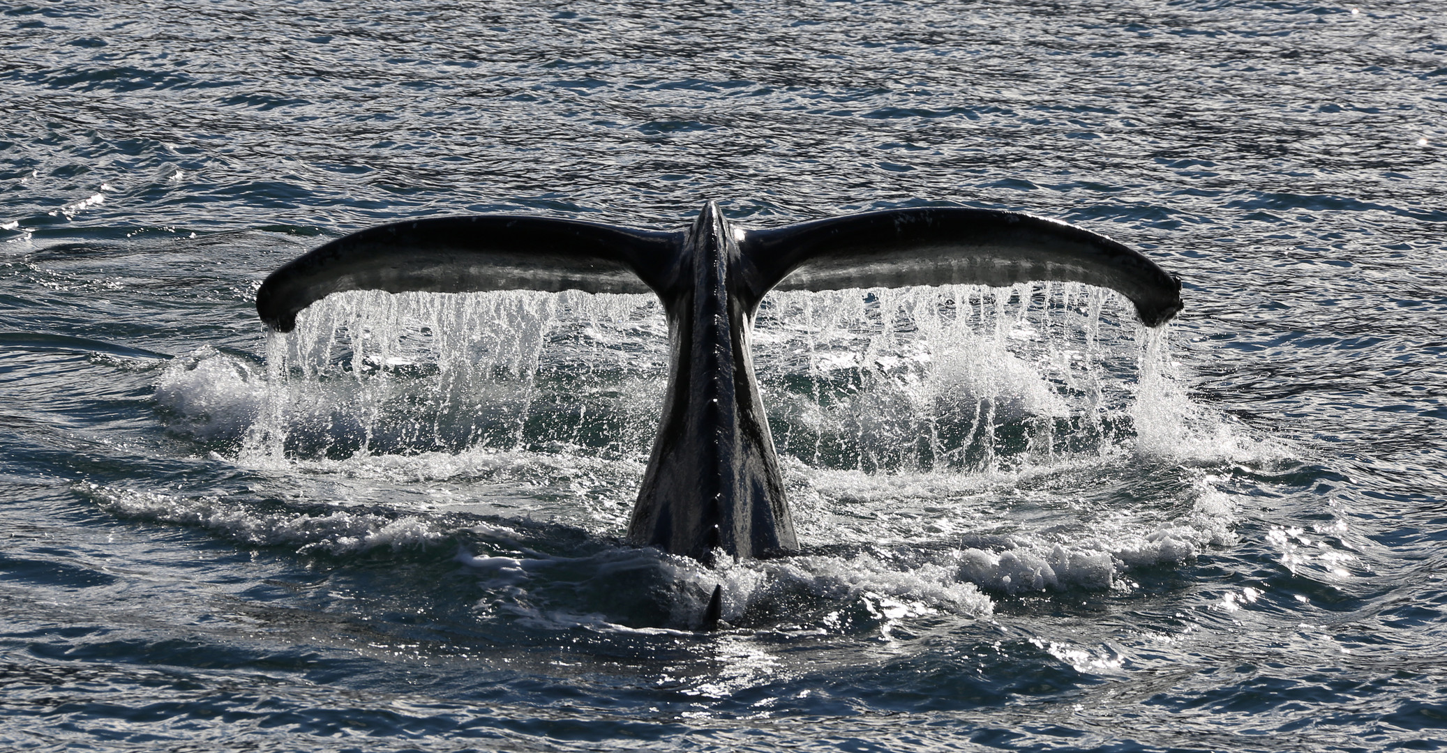 Humpback Whale