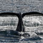 Humpback Whale