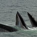 Humpback Whale