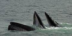 Humpback Whale