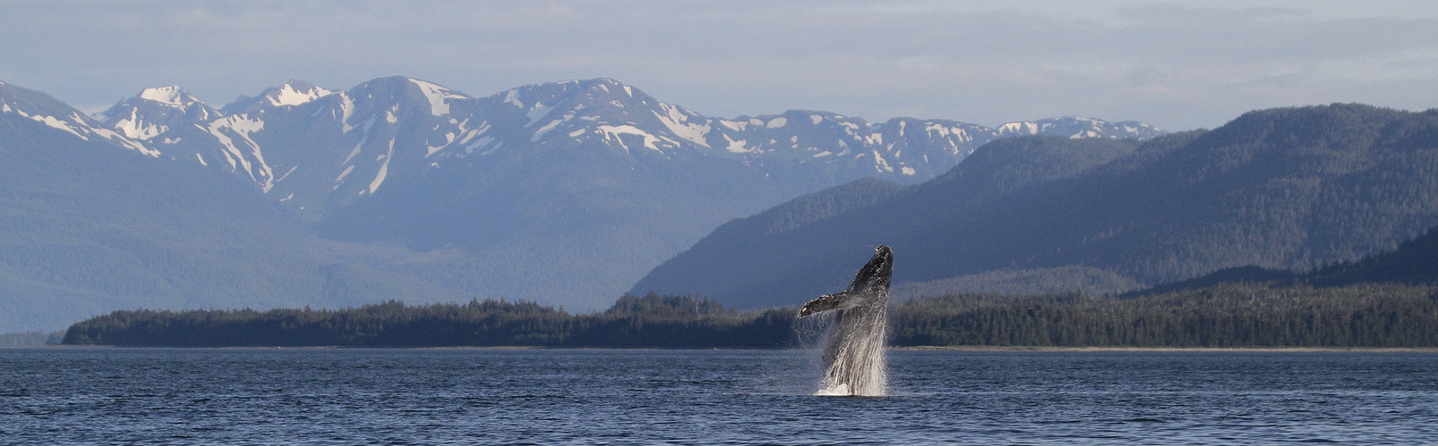 Humpback Whale