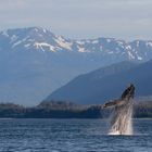 Humpback Whale