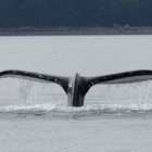 Humpback Whale Alaska