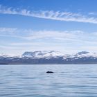 Humpback whale and Kinnafjöll mountains