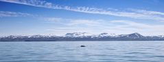 Humpback whale and Kinnafjöll mountains