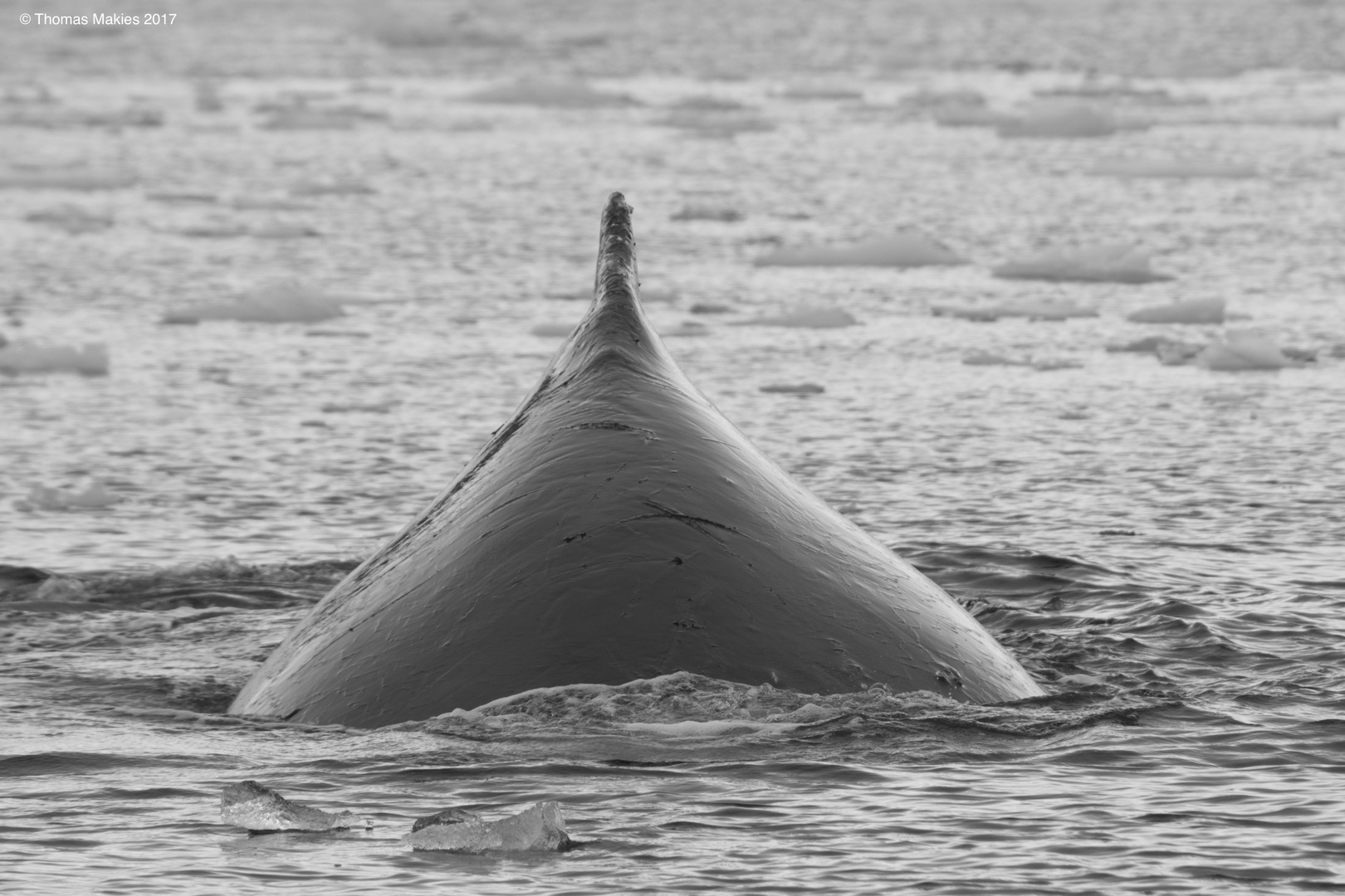 Humpback Whale