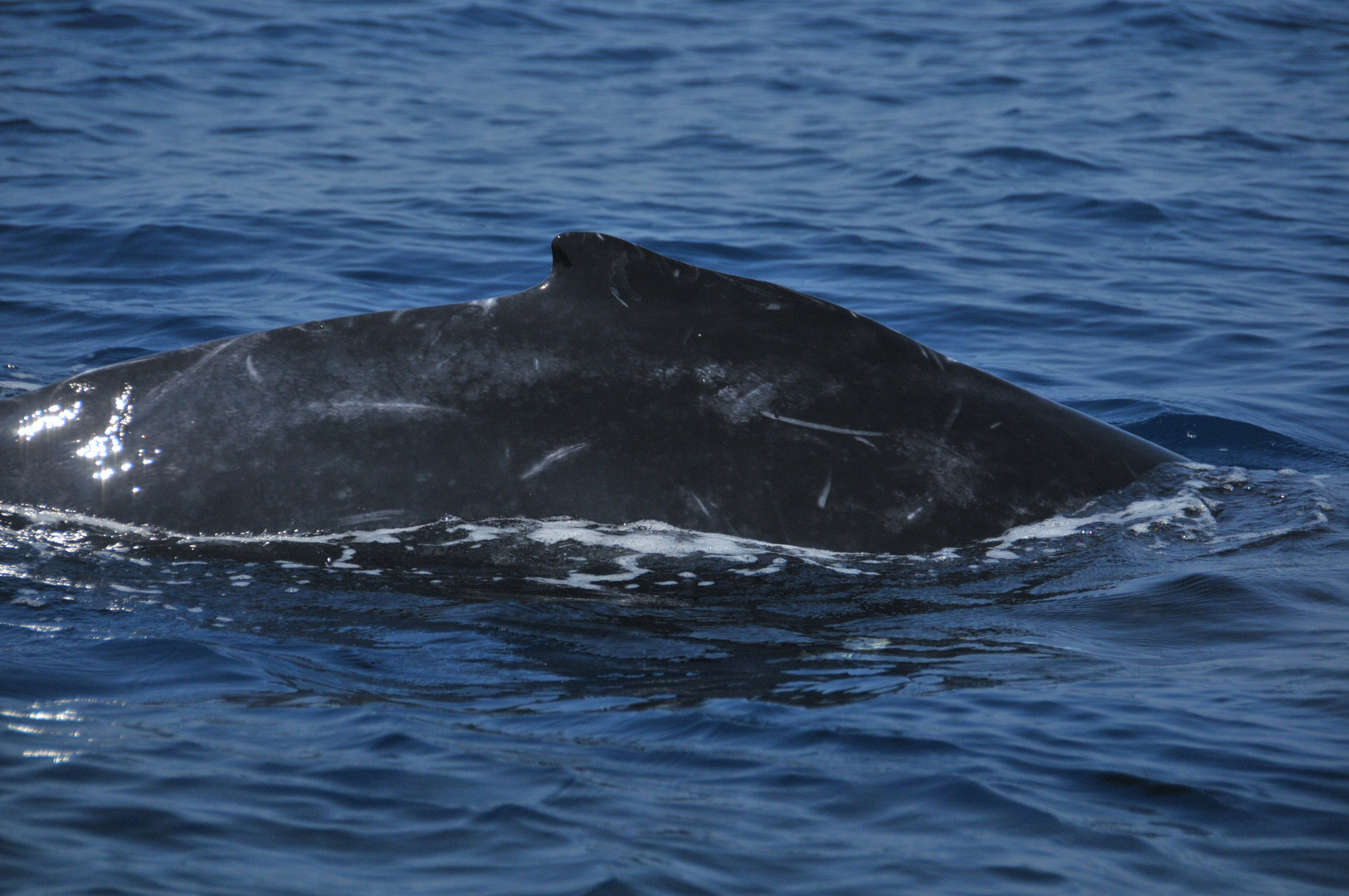 Humpback Whale Baby