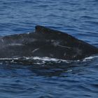 Humpback Whale Baby