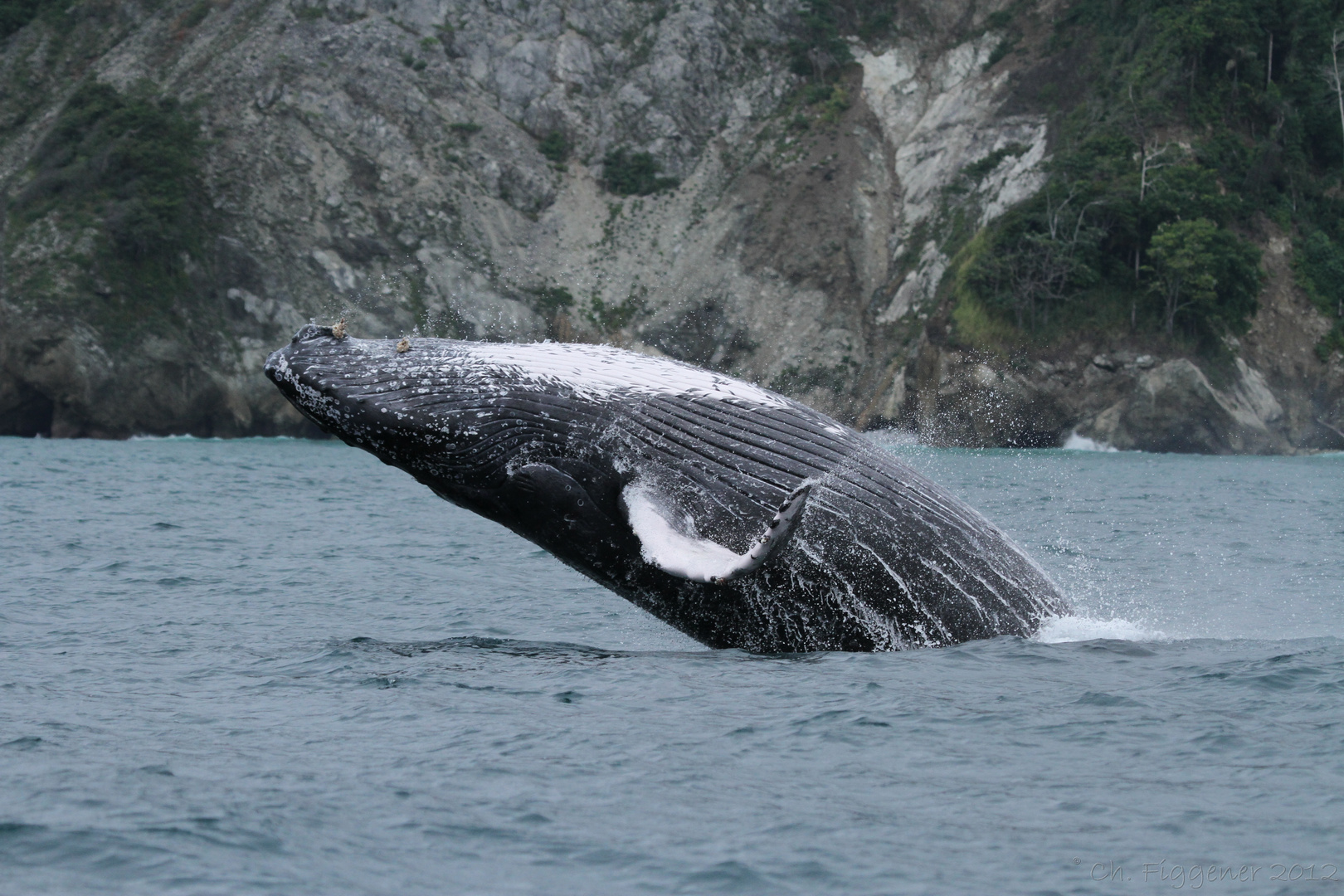 Humpback Whale Breaching