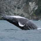 Humpback Whale Breaching