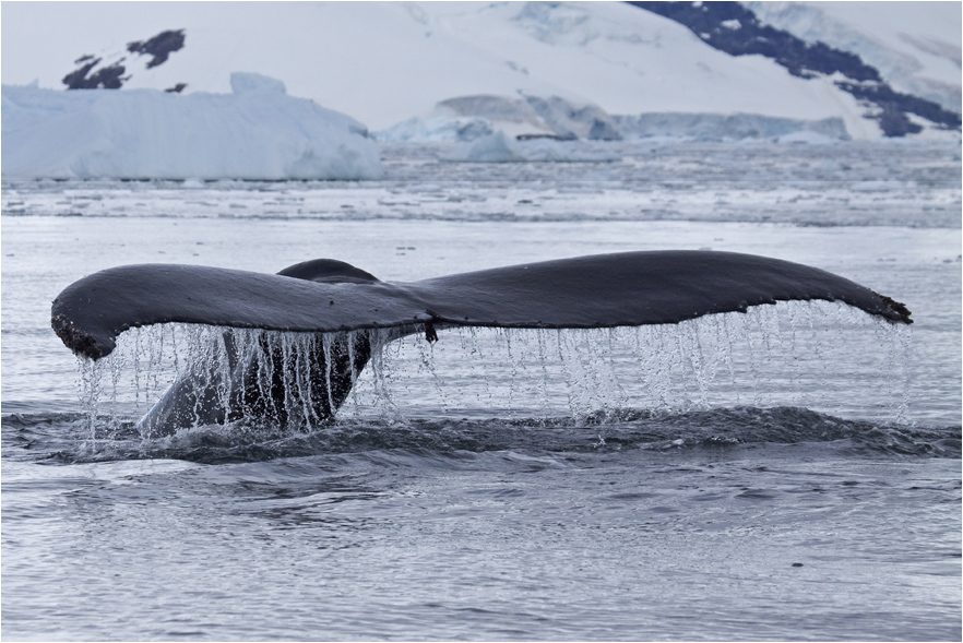 humpback  whale by Hanne L. 