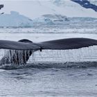 humpback  whale