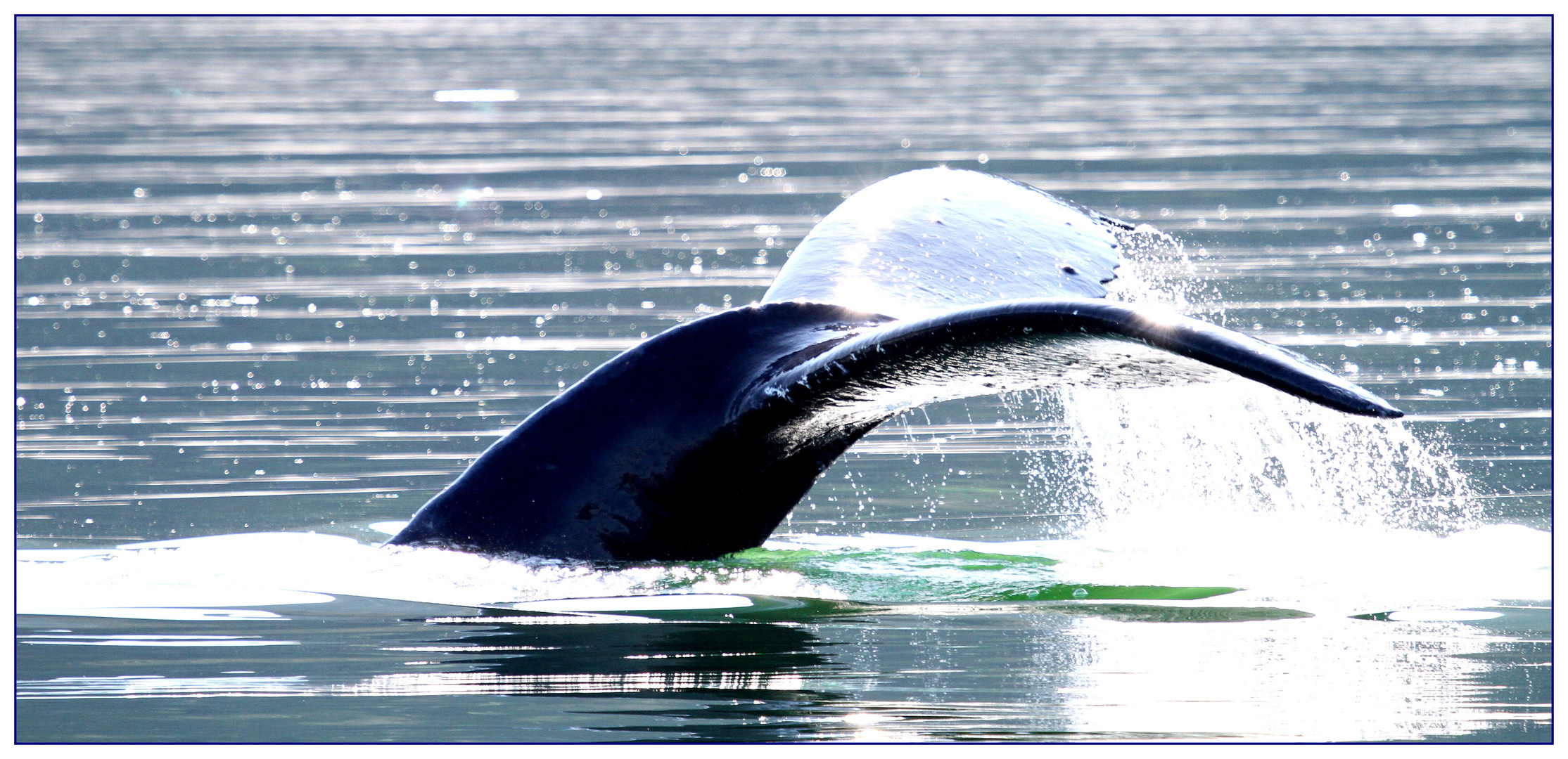 HUMPBACK WHALE...