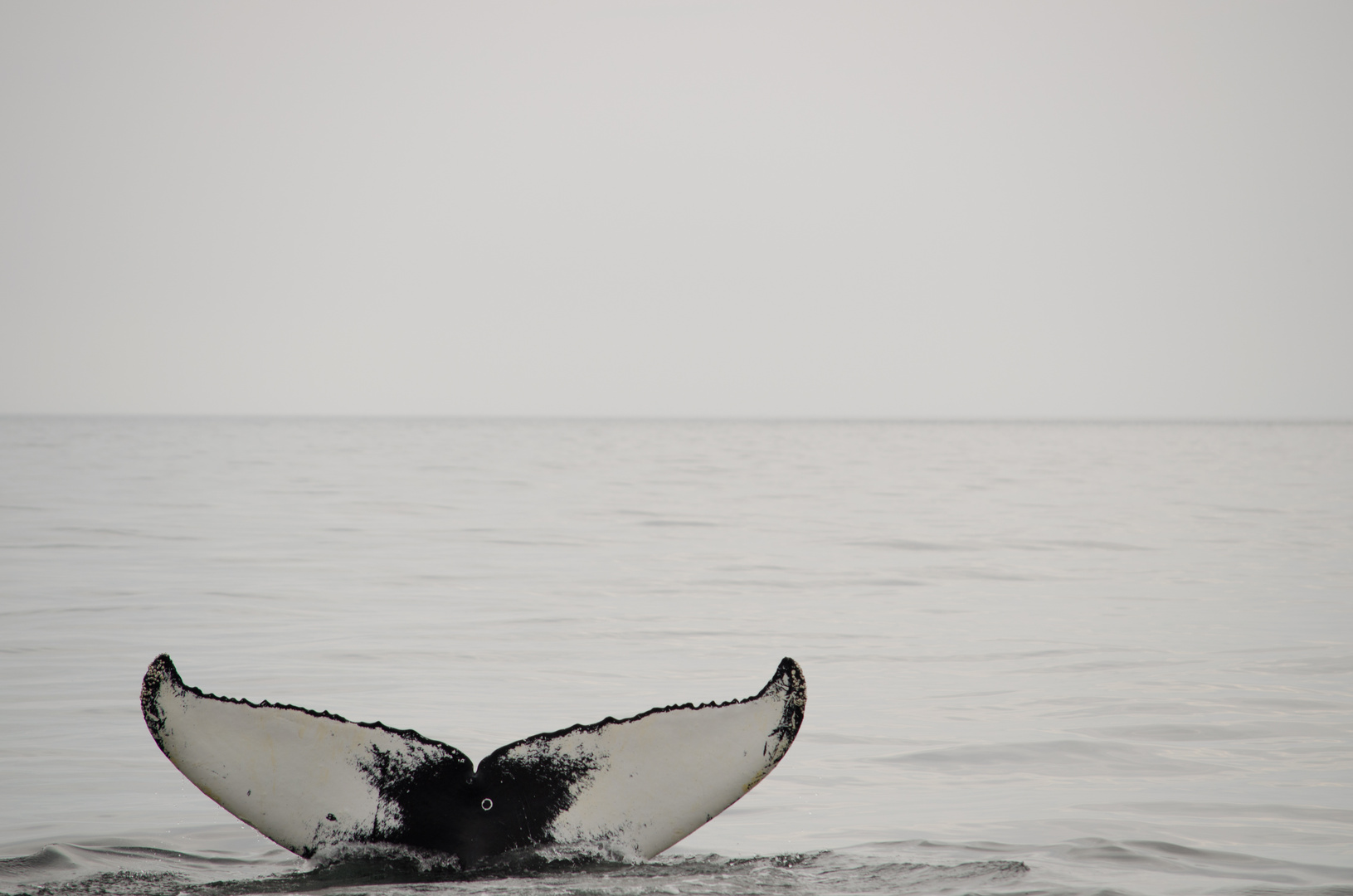 Humpback whale