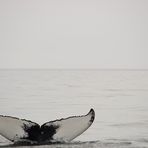 Humpback whale