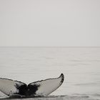 Humpback whale