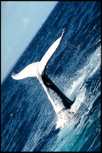 Humpback Whale