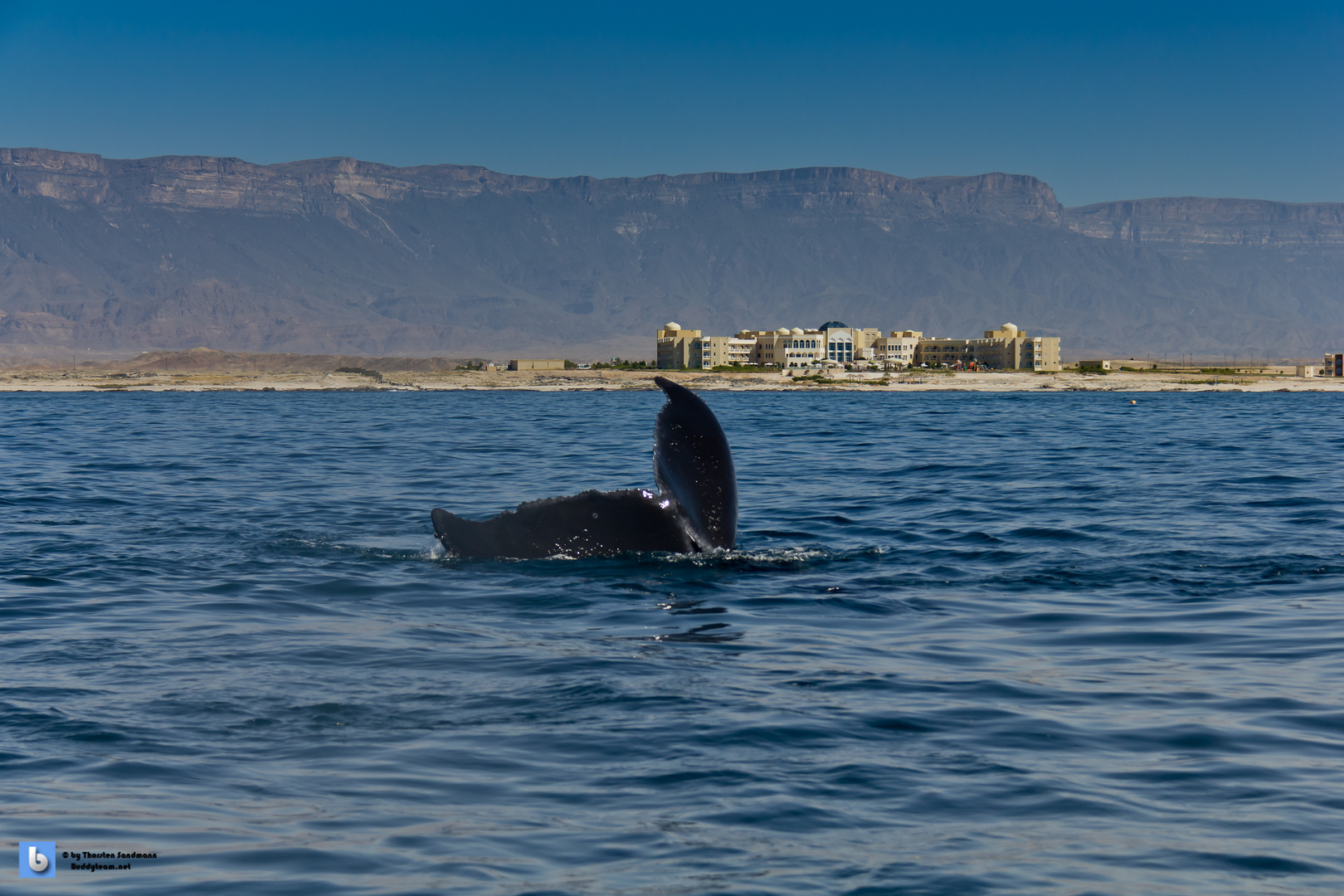 Humpback Whale