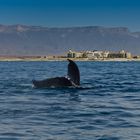 Humpback Whale