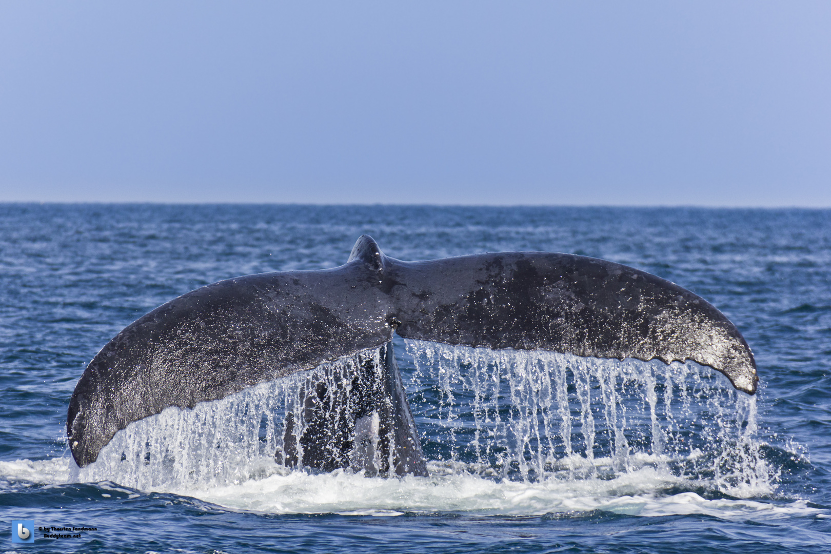 Humpback Whale