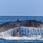 Humpback Whale