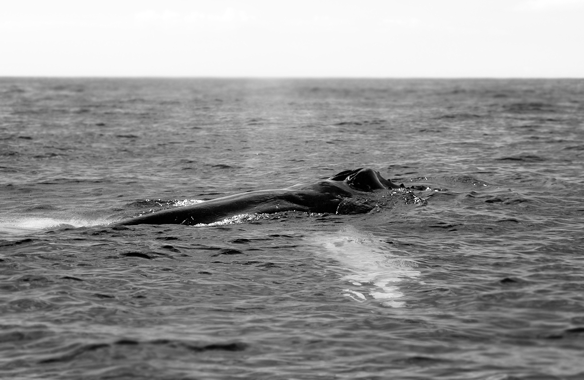 Humpback Whale