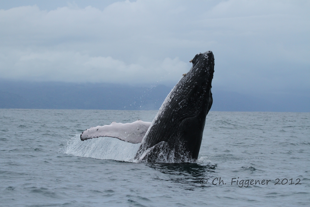 Humpback Whale Female Breaching